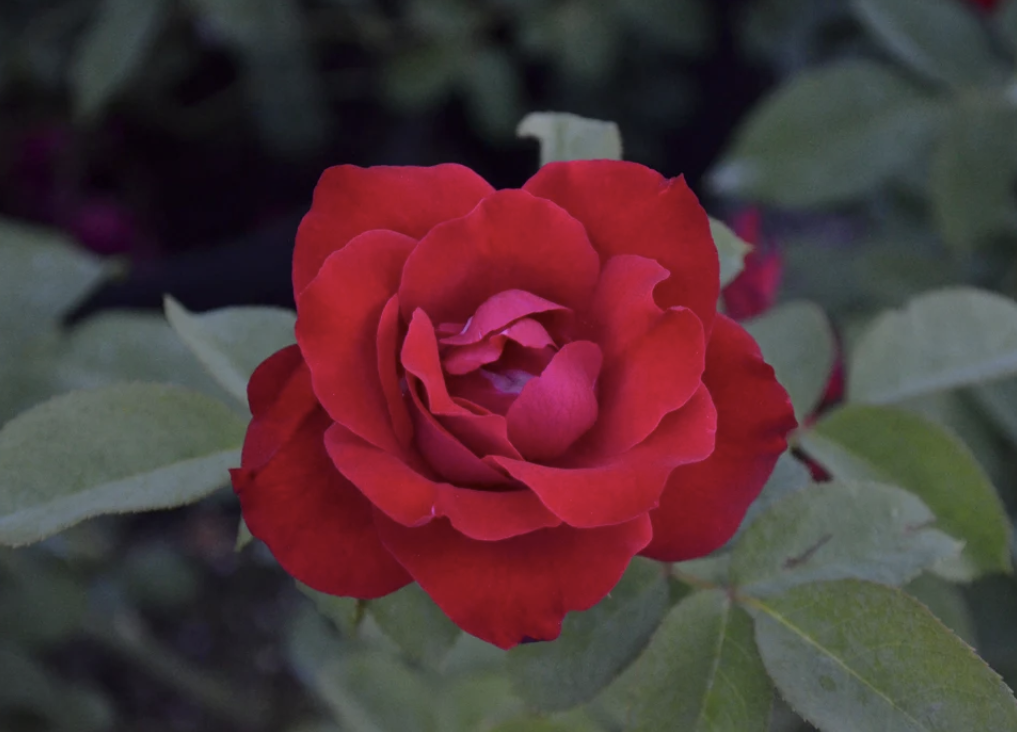 Dame de Coeur