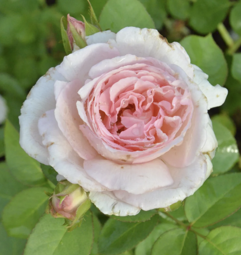 Fragrant Blush ™