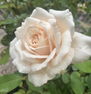 Belinda’s Blush™