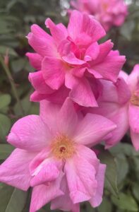 Old Blush