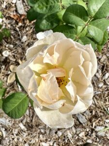 Comte de Champagne