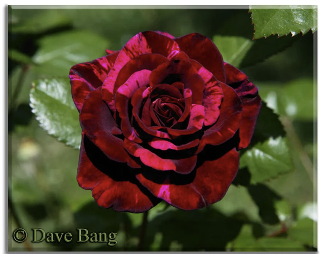 Love and Passion