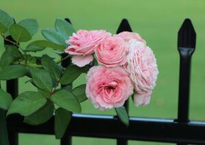 Parfuma® Summer Romance™