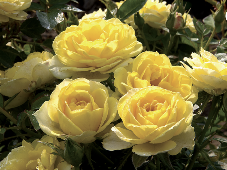 Sunblaze® Yellow