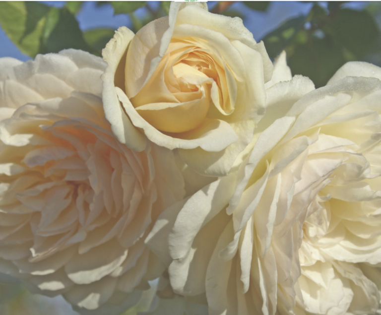 Wedding Garland