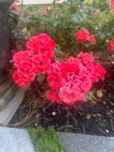 Coral Drift ®