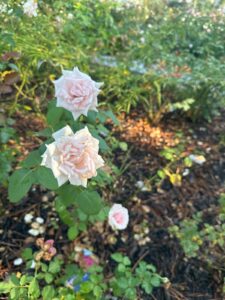 Savoy Hotel™