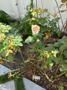 Peach Glory