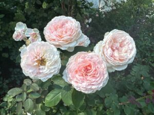 Parfuma Bliss ®