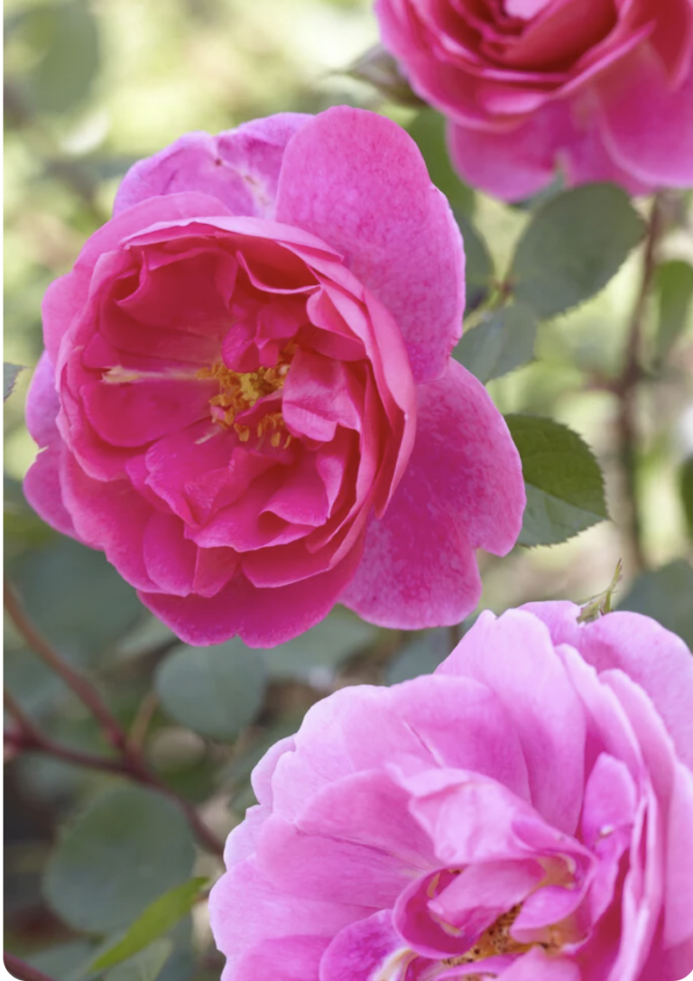 John Clare ® (AUScent )
