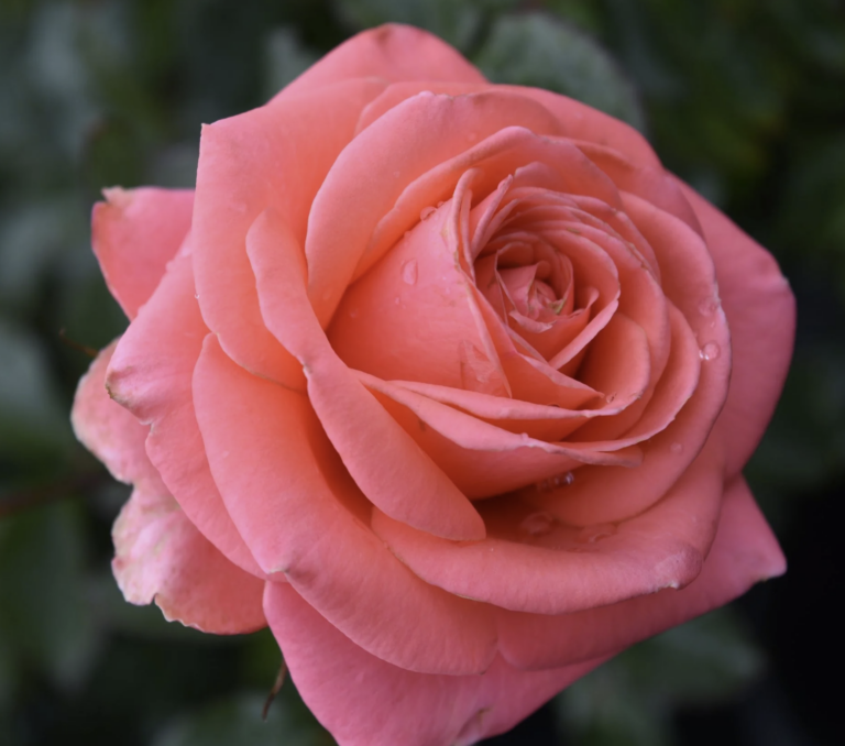 Coral Keepsake