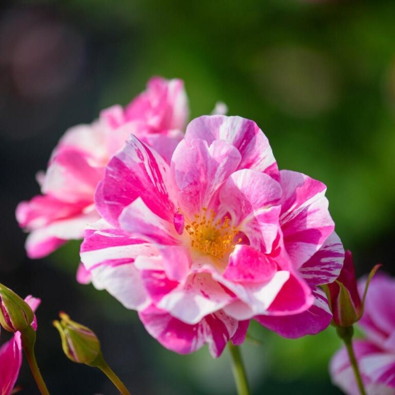 The King’s Rose