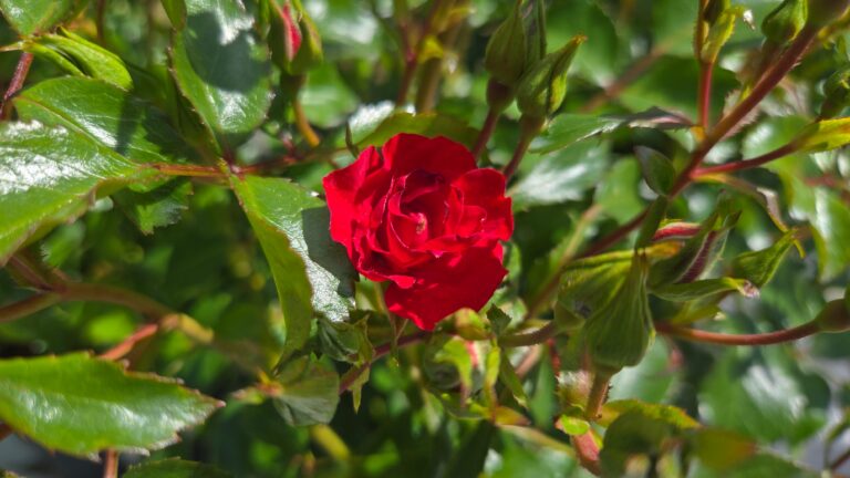 Mini Cherry Flower Carpet®
