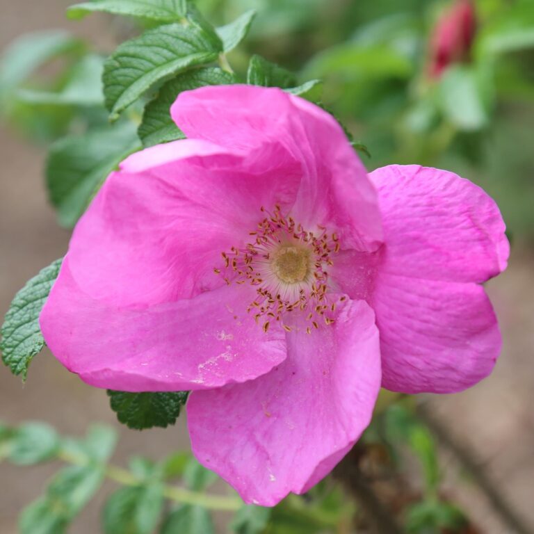 Rosa Rugosa Rubra