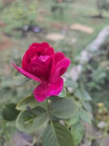 Darcey Bussell® (AUSdecorum)