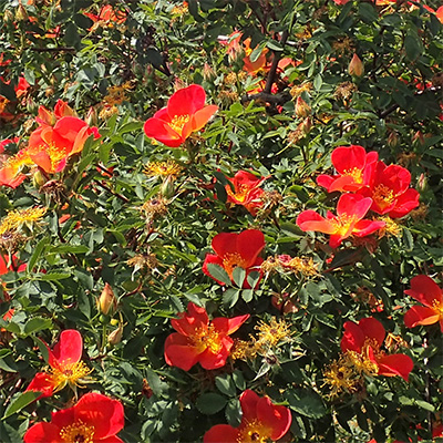 foetida ‘Bicolor’ – Austrian Copper Rose