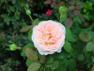 Parfuma Bliss ®