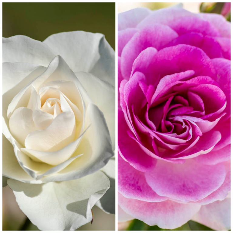 Brilliant Pink Iceberg & Iceberg Twofer™ – Tree