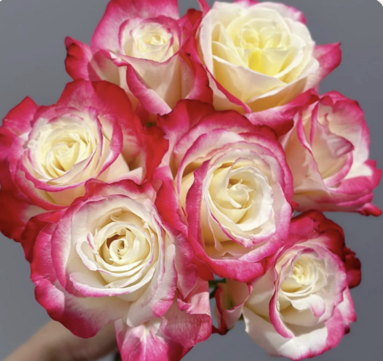 Double Delight – Tree