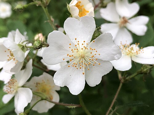 r. Multiflora