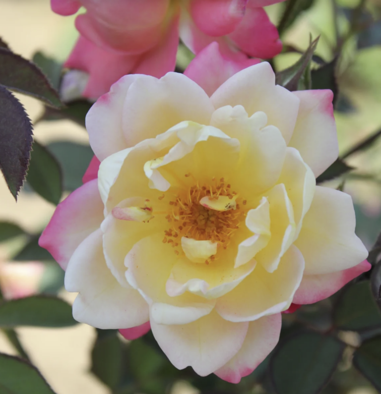 Niagara Blush®