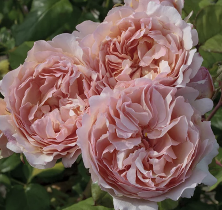 Princesse Charlene de Monaco® – Tree