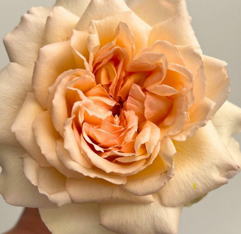 Princess Holly’s Hope