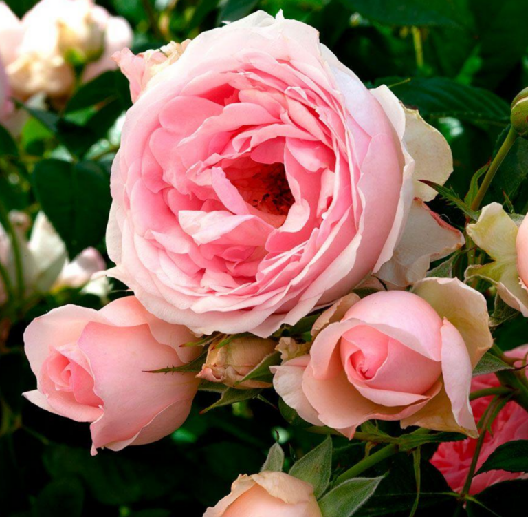 Sweet Rose of Mine