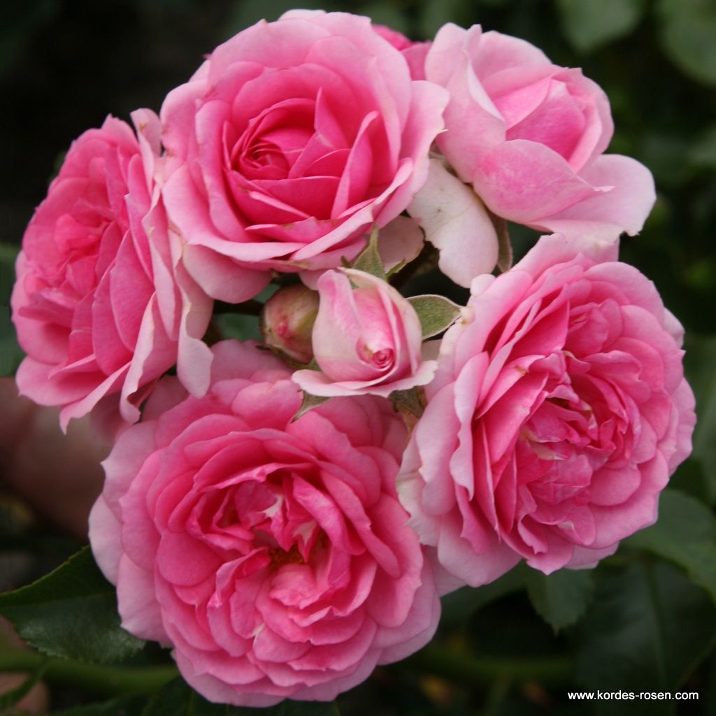 Amica®