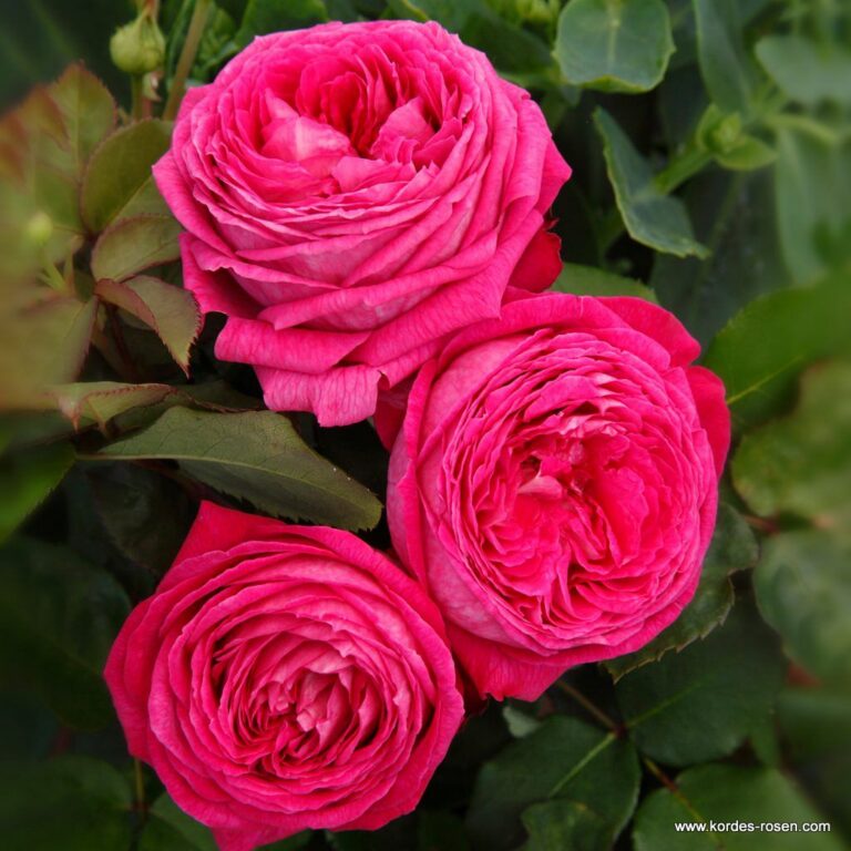 Delightful Parfuma ®