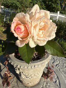 Eleganza® Pink Enchantment®