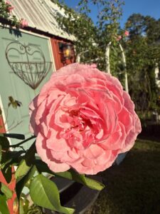 Arborose® Kiss Me Kate™