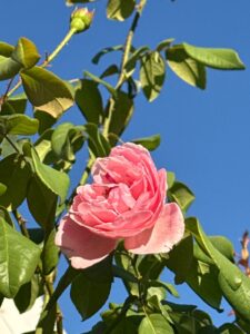 Arborose® Kiss Me Kate™