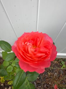 Orange Veranda®