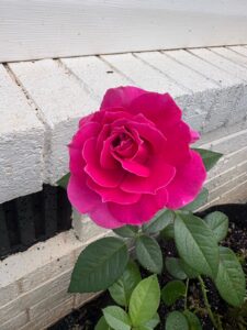 Pretty Lady Rose™