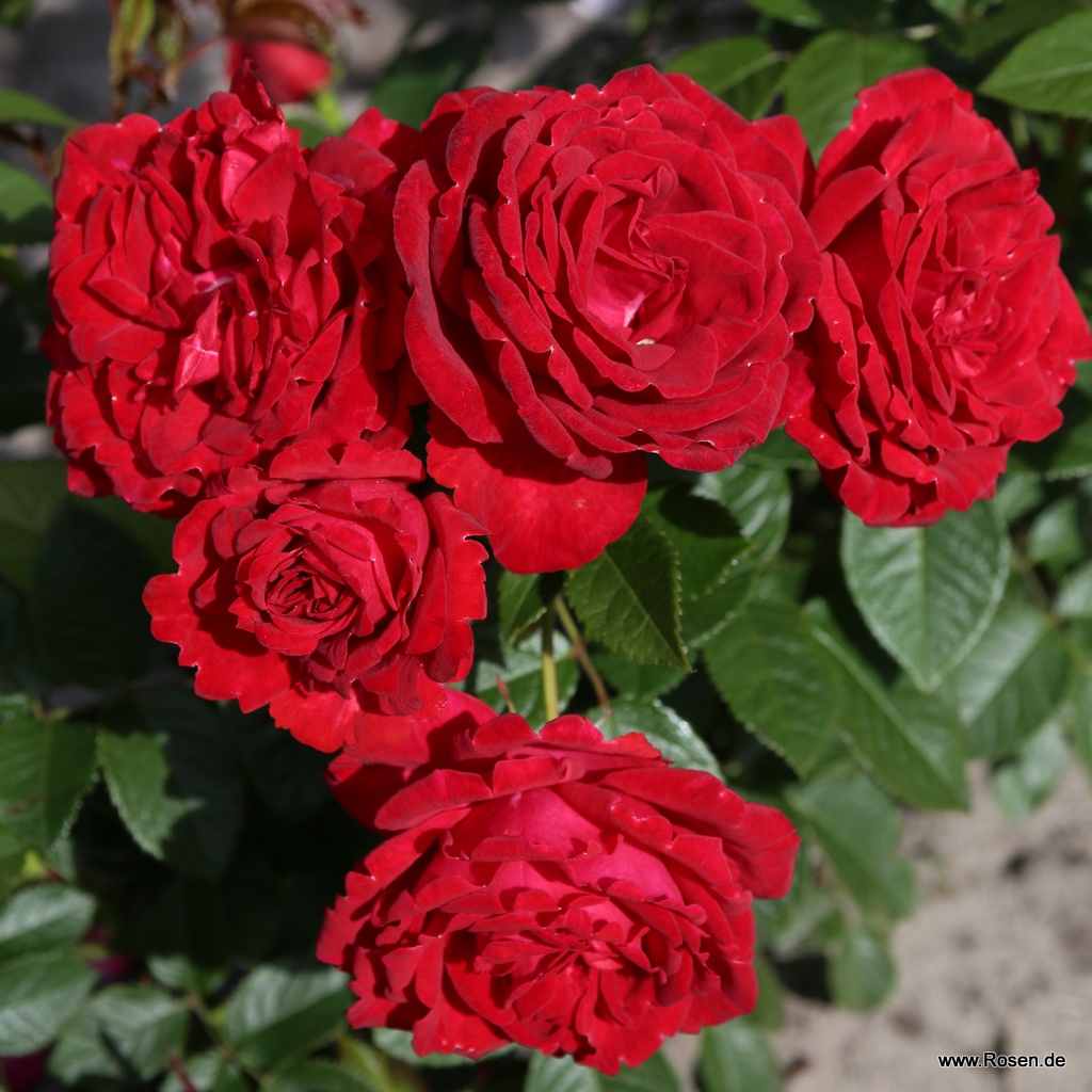 Lucky Red®