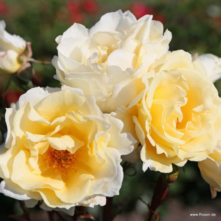 Mentor®-Rose
