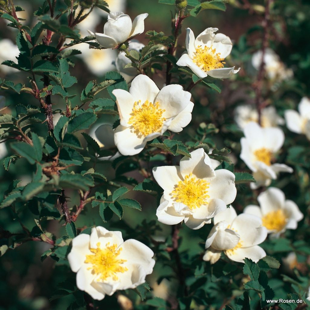 r. Pimpinellifolia