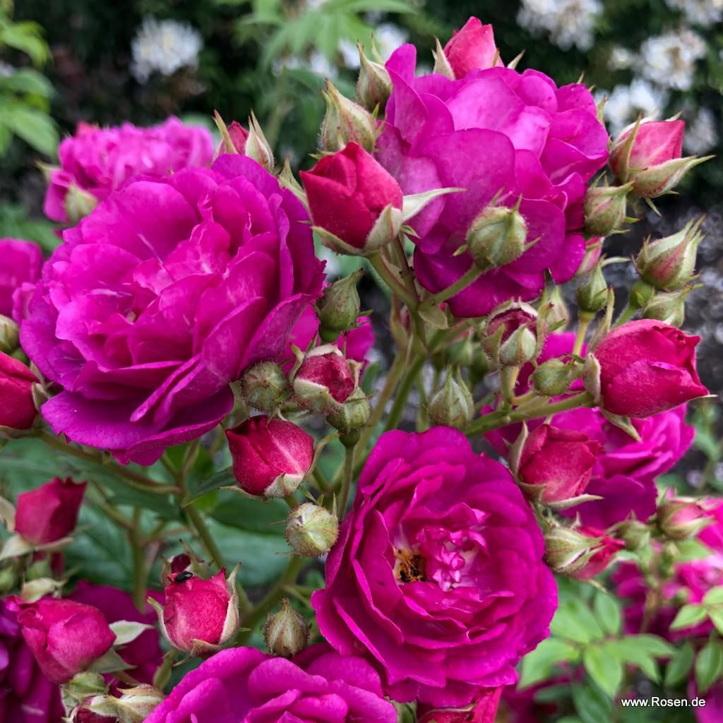 Purple Siluetta®