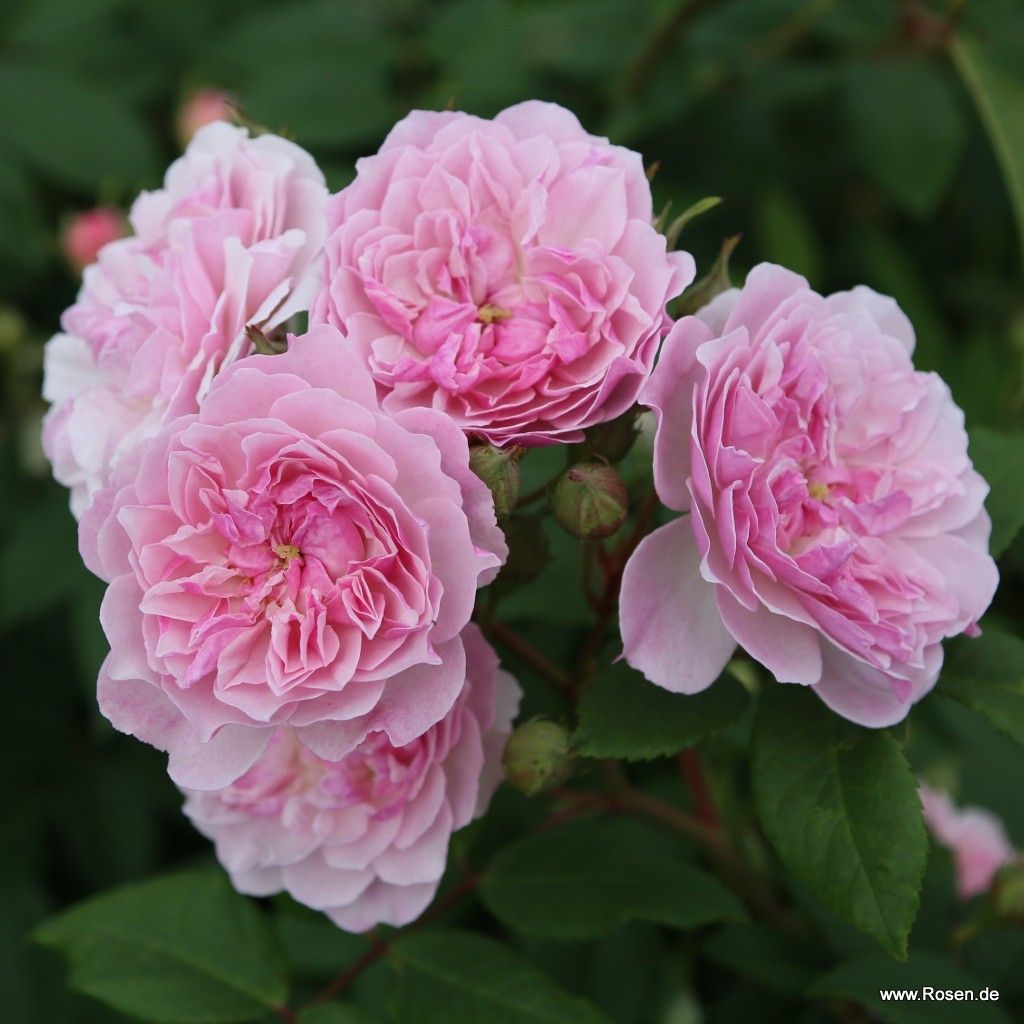 Romantic Siluetta®