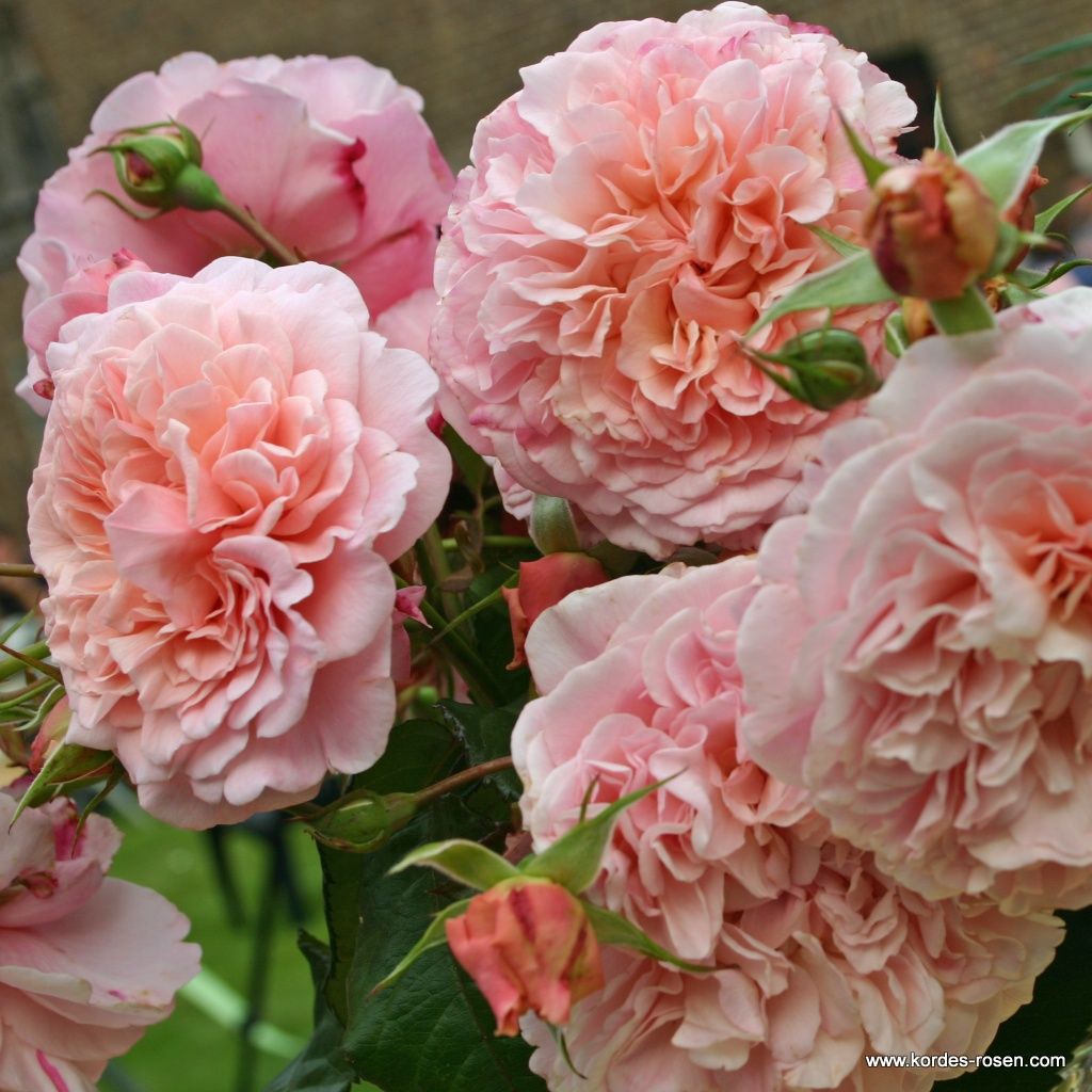Rose de Tolbiac®