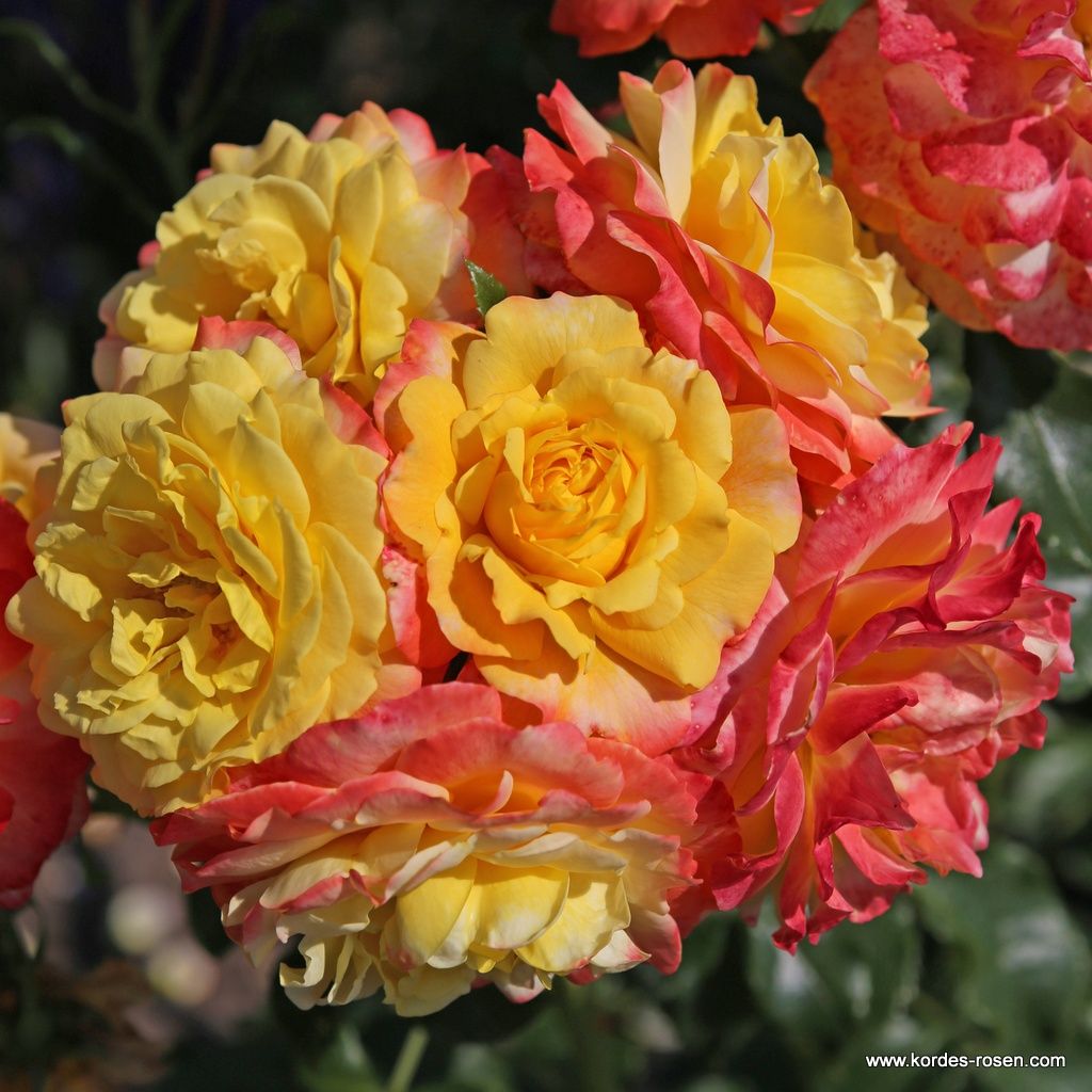 Rose of Hope™
