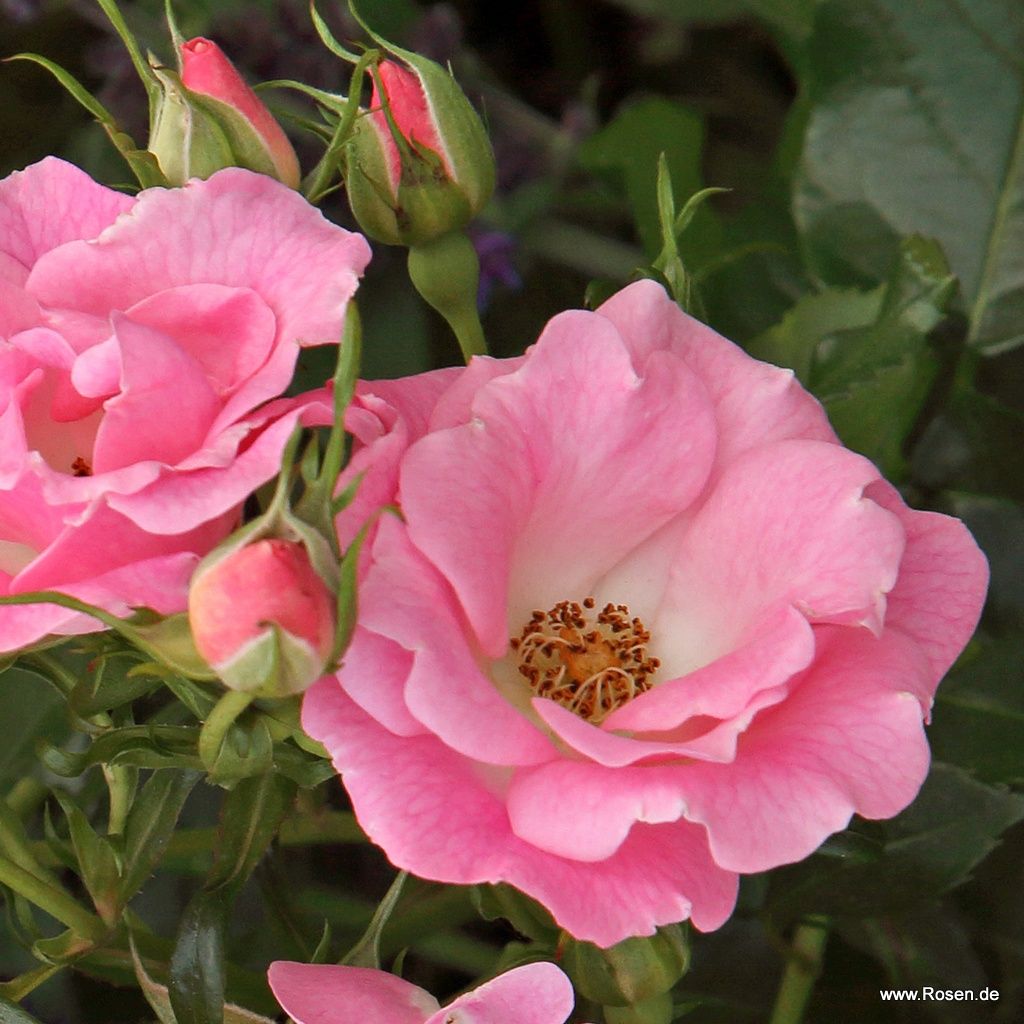 Roselina®