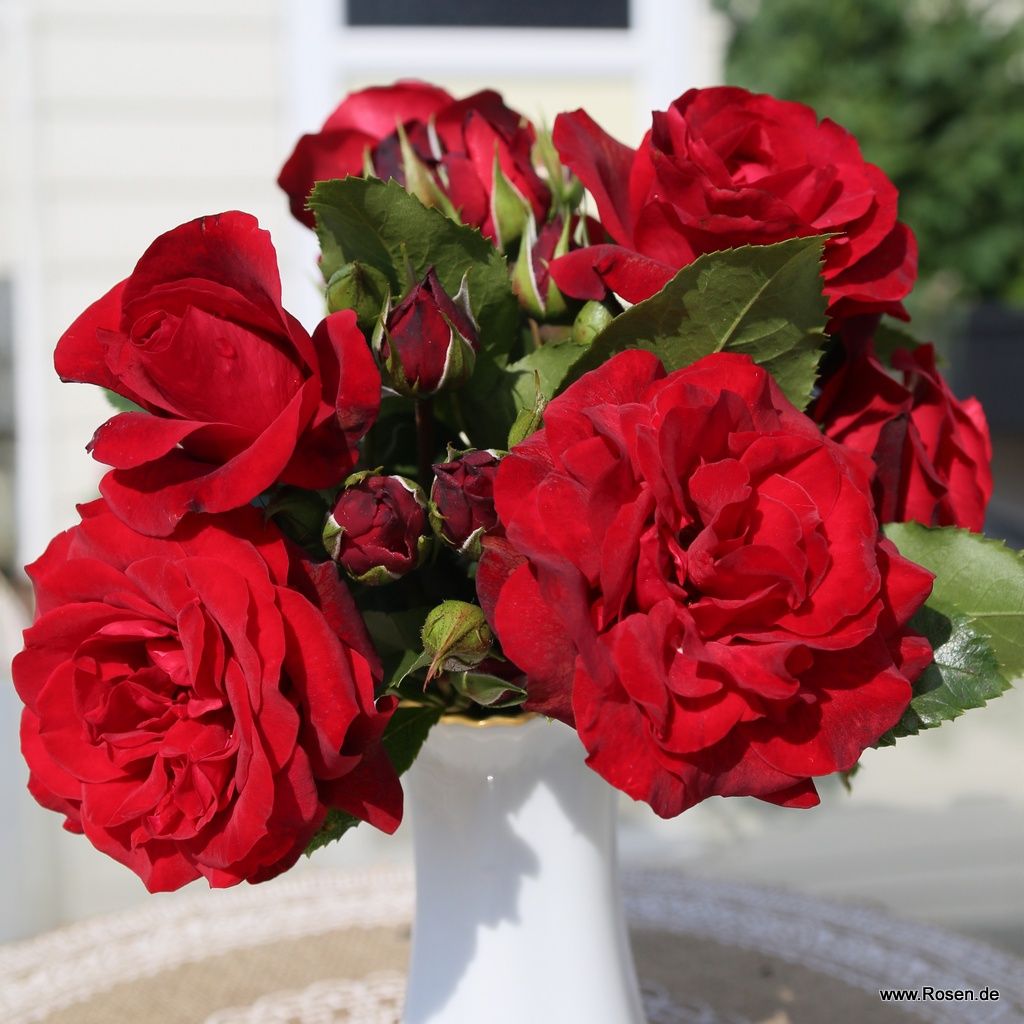 Royal Red®