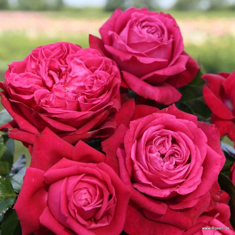 Ruby Kiss®