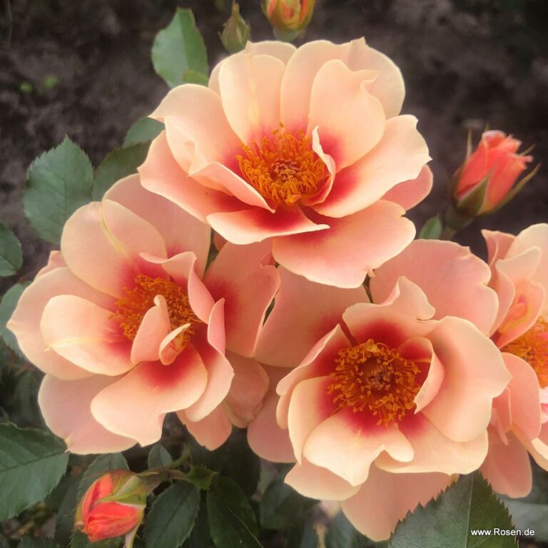 SEE YOU® in apricot