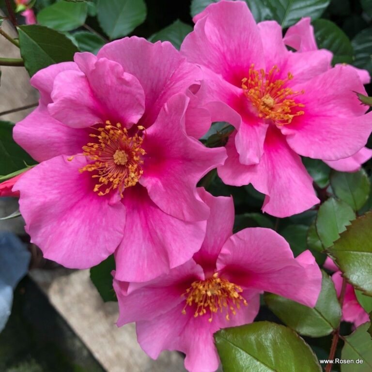 SEE YOU® in pink