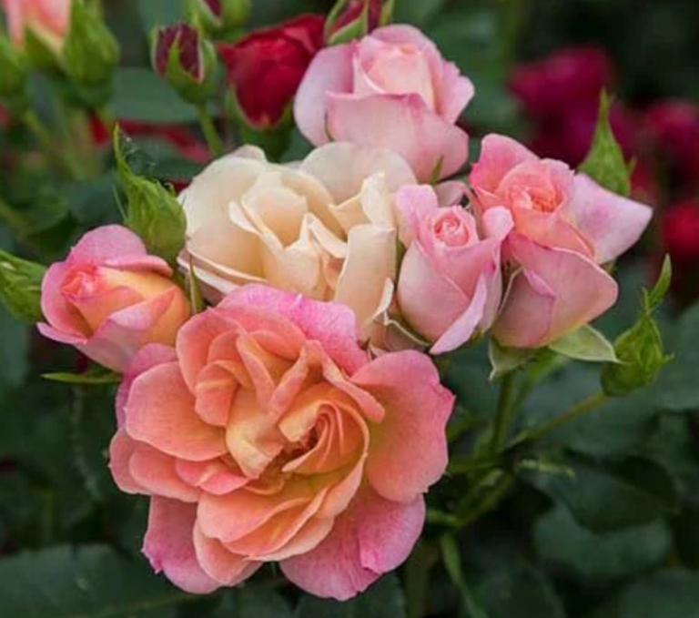Sunblaze® Peach Tree