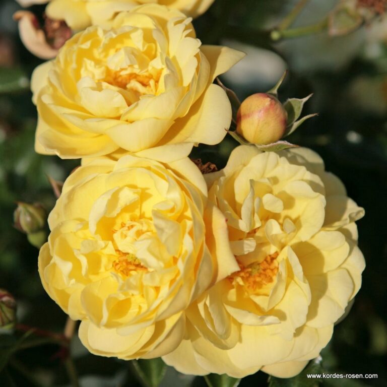 Sunny Rose®